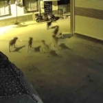 suru-halindeki-kopeklerden-korkan-kedi-pencere-demirine-tirmandi-ggiheeIi.jpg