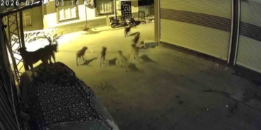 suru-halindeki-kopeklerden-korkan-kedi-pencere-demirine-tirmandi-ggiheeIi.jpg