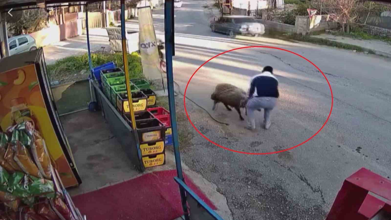 surunun gecisi esnasinda 3 metrelik kuyuya dusen koyunu esnaf kurtardi o anlar kamerada 0 sSjWTHat