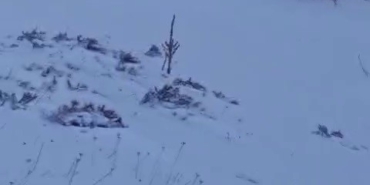 suruye-saldiran-kurt-kangal-kopegi-tarafindan-engellendi-YMnbZ3D6.jpg