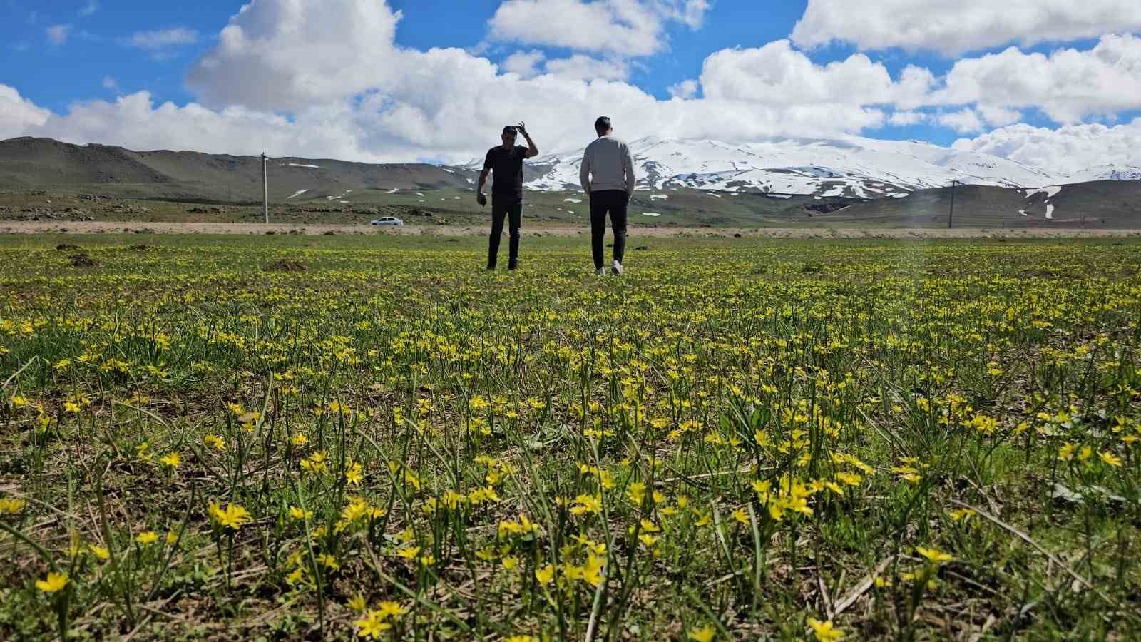 sutey yaylasinda baharin renk cumbusu gol ve suphan dagi ayni karede 6