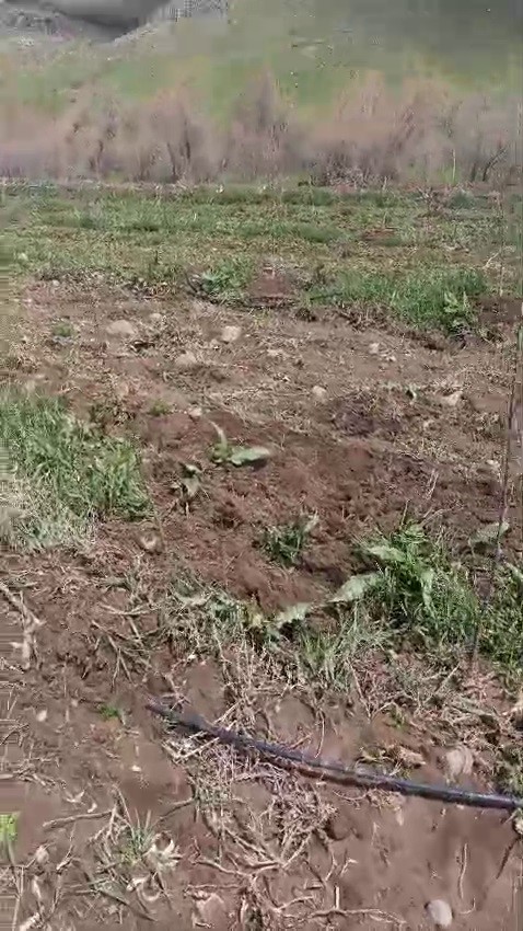 Suya kapılan büyükbaş hayvan telef oldu 5 suya kapilan buyukbas hayvan telef oldu 1 pjQdAYCT