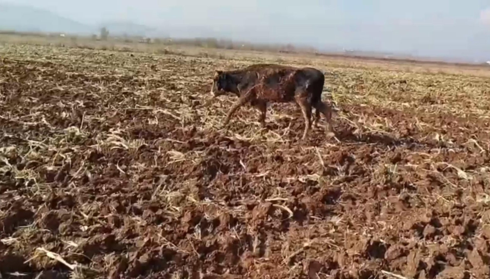 tahliye kanalina dusen inek kurtarildi 5 RrXcenBL