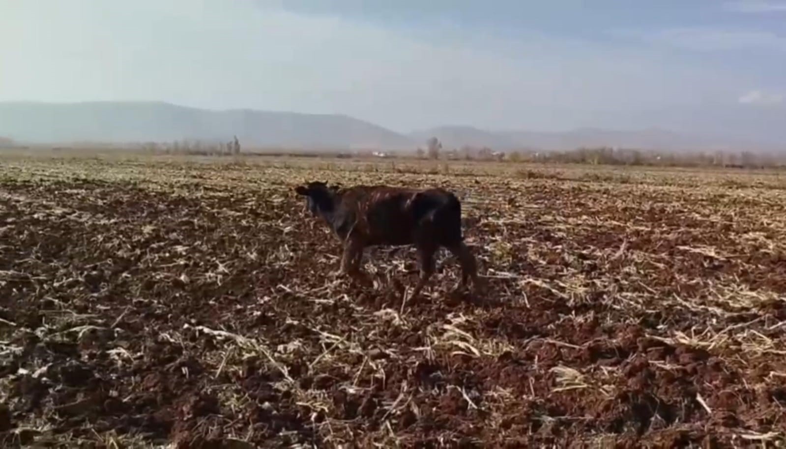 tahliye kanalina dusen inek kurtarildi 6 qraGYrhO