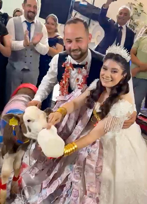taki merasiminde altin yerine disi buzagi hediye edildi 0 EmefJy28