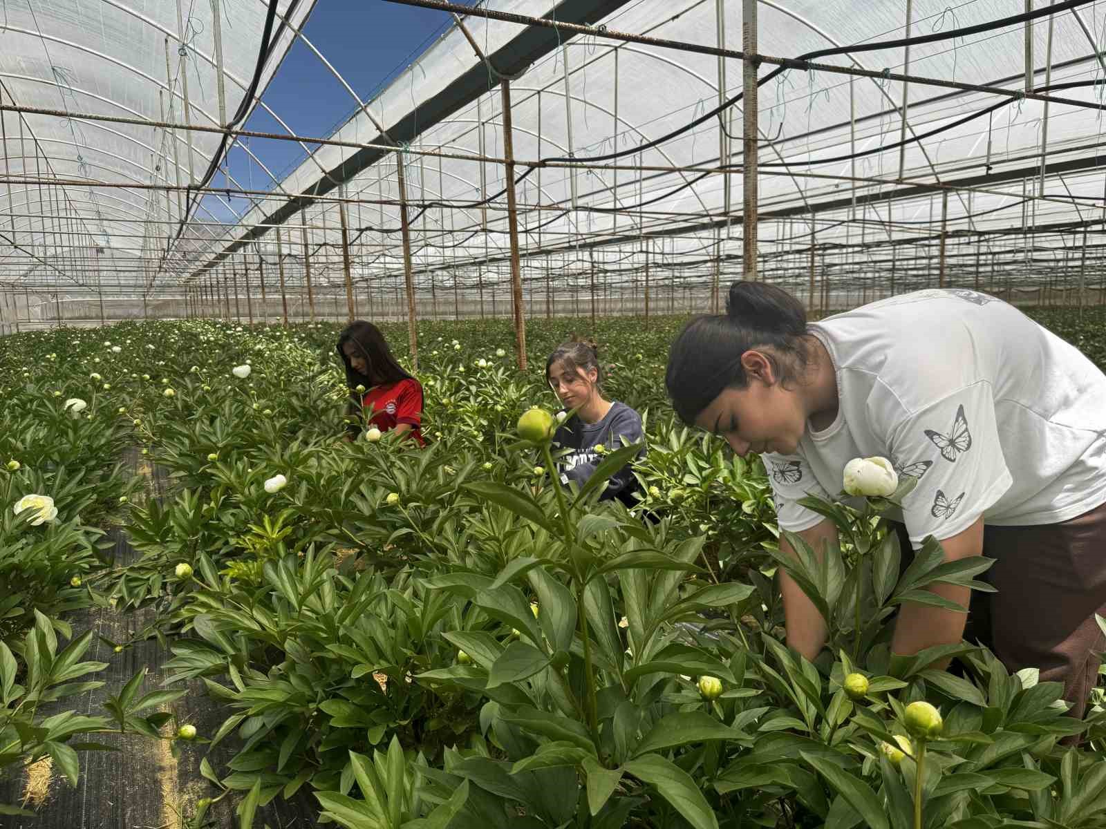 tanesi toptanciya 150 tlden satiliyor turkiyenin 81 iline gonderiliyor 0 G2XFXeqT