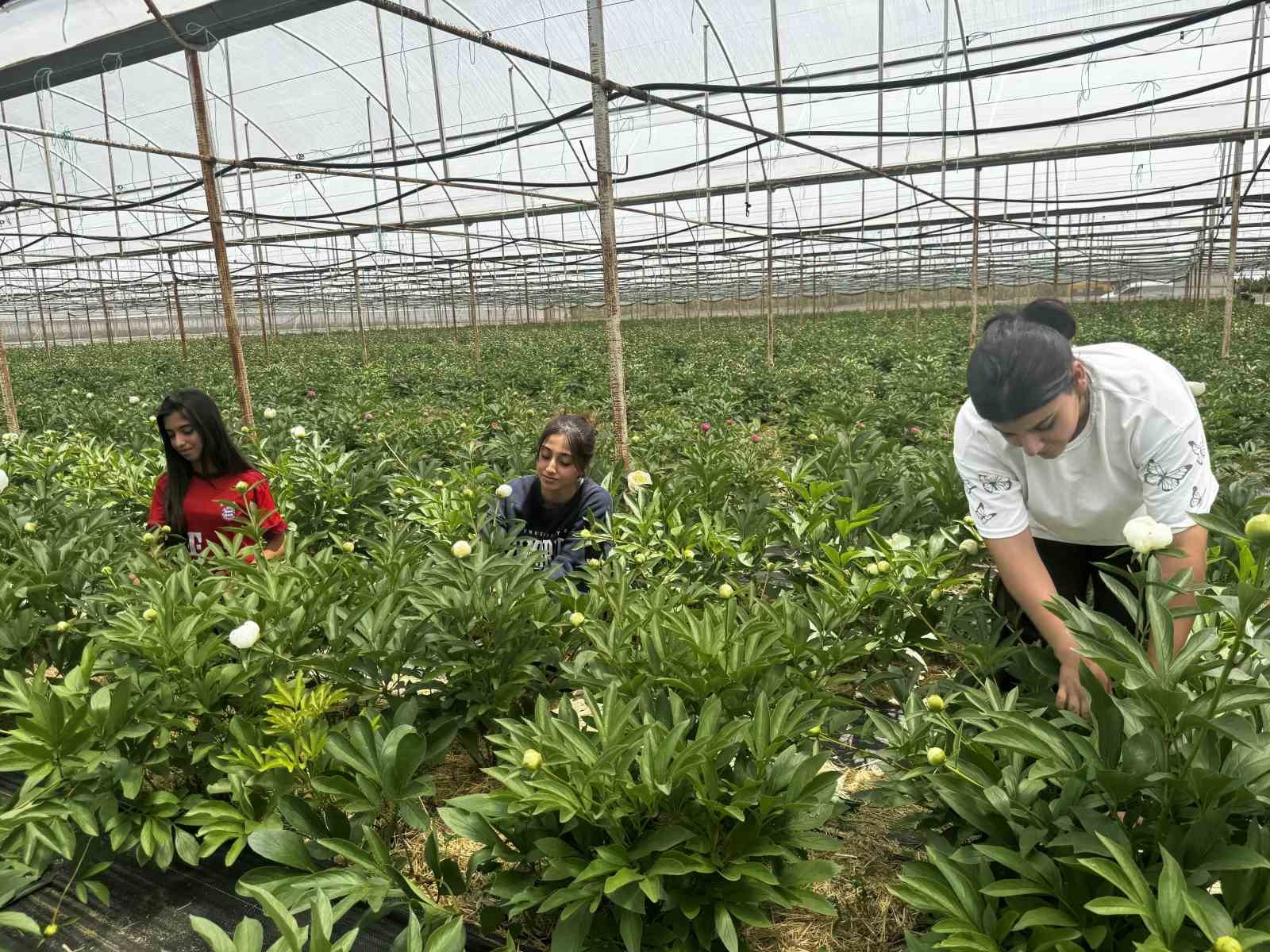 tanesi toptanciya 150 tlden satiliyor turkiyenin 81 iline gonderiliyor 3 zfyDG6wa