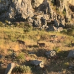 tarihi-harputta-dag-kecileri-goruldu-aFmOCNXm.jpg
