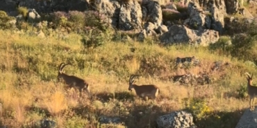 tarihi-harputta-dag-kecileri-goruldu-aFmOCNXm.jpg