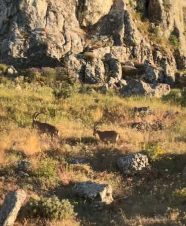 tarihi-harputta-dag-kecileri-goruldu-aFmOCNXm.jpg