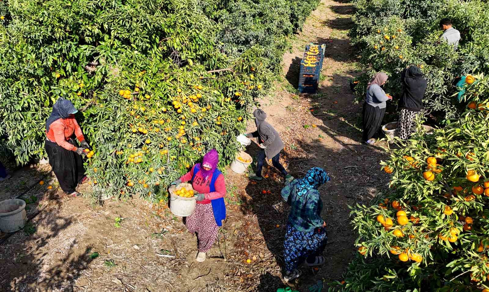 tarim iscilerinin grevi mandalinayi dalinda birakti kilosu 3 liraya kadar geriledi 2 MgGEQqqp