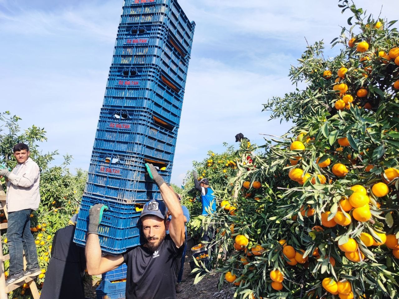 tarim iscilerinin grevi mandalinayi dalinda birakti kilosu 3 liraya kadar geriledi 7 Ev8iZs7F