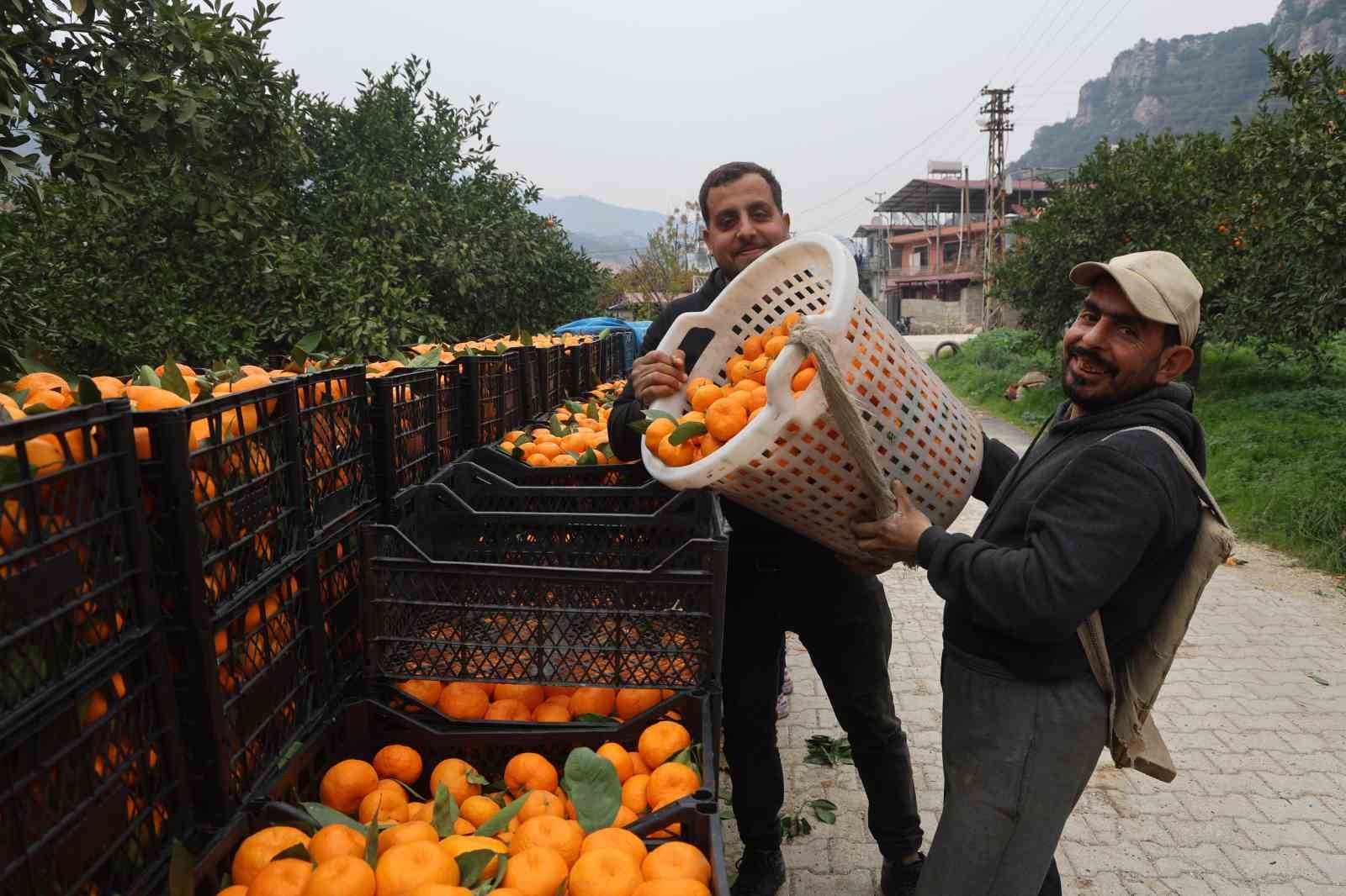 Tarla fiyatı 2 TL’ye kadar gerileyen mandalina üreticilerinden market fiyatlarına tepki 5 tarla fiyati 2 tlye kadar gerileyen mandalina ureticilerinden market fiyatlarina tepki 1 jLSv4K92