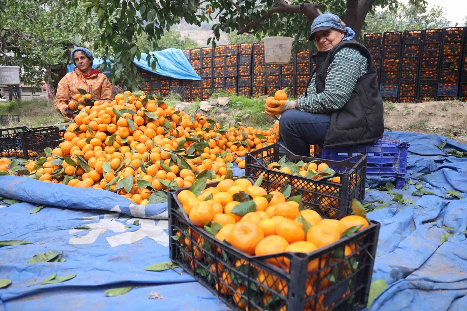 Tarla fiyatı 2 TL’ye kadar gerileyen mandalina üreticilerinden market fiyatlarına tepki 14 tarla fiyati 2 tlye kadar gerileyen mandalina ureticilerinden market fiyatlarina tepki 10 qDZuaRry