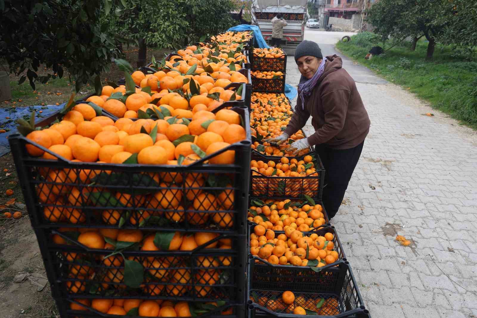 Tarla fiyatı 2 TL’ye kadar gerileyen mandalina üreticilerinden market fiyatlarına tepki 15 tarla fiyati 2 tlye kadar gerileyen mandalina ureticilerinden market fiyatlarina tepki 11