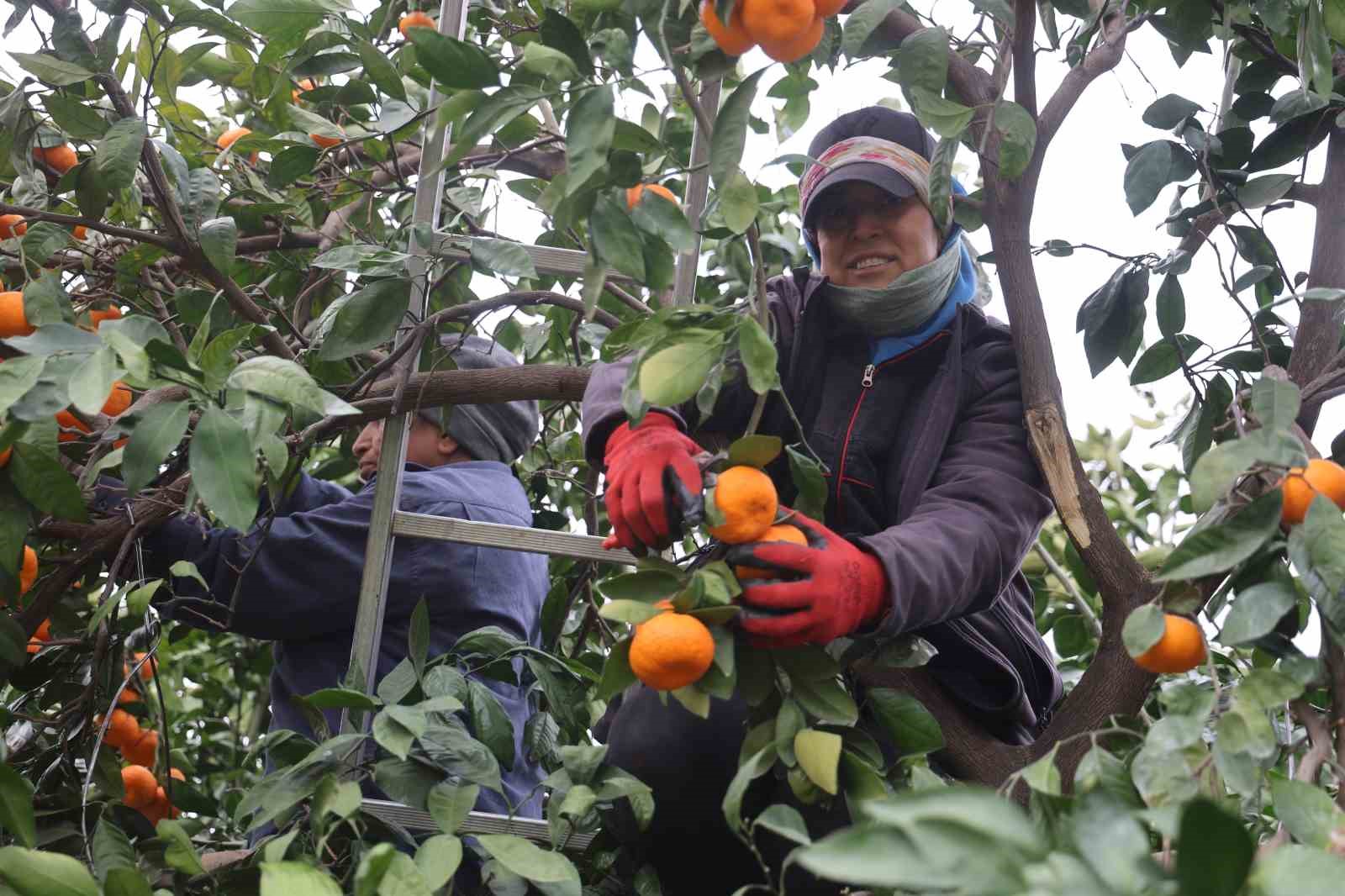 Tarla fiyatı 2 TL’ye kadar gerileyen mandalina üreticilerinden market fiyatlarına tepki 6 tarla fiyati 2 tlye kadar gerileyen mandalina ureticilerinden market fiyatlarina tepki 2 aGgTIwAV