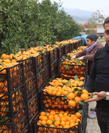 tarla-fiyati-2-tlye-kadar-gerileyen-mandalina-ureticilerinden-market-fiyatlarina-tepki-2xmzzNKQ.jpg
