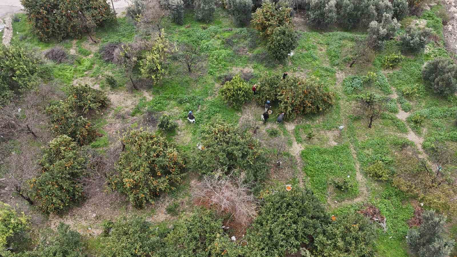Tarla fiyatı 2 TL’ye kadar gerileyen mandalina üreticilerinden market fiyatlarına tepki 9 tarla fiyati 2 tlye kadar gerileyen mandalina ureticilerinden market fiyatlarina tepki 5 riZEL31v