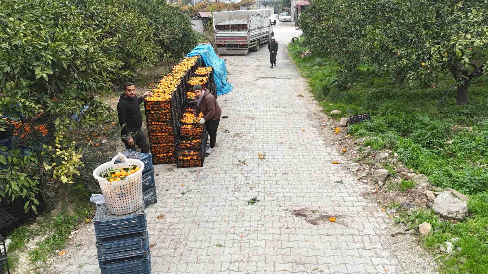 Tarla fiyatı 2 TL’ye kadar gerileyen mandalina üreticilerinden market fiyatlarına tepki 10 tarla fiyati 2 tlye kadar gerileyen mandalina ureticilerinden market fiyatlarina tepki 6 r43P5zhT