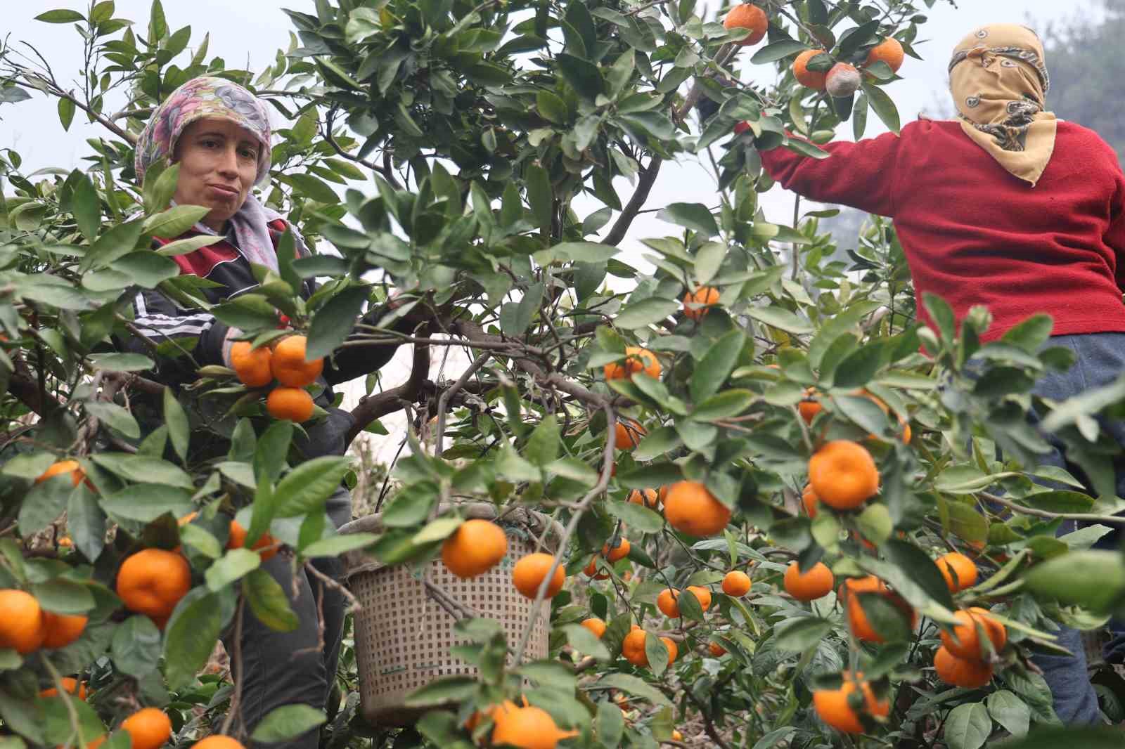 Tarla fiyatı 2 TL’ye kadar gerileyen mandalina üreticilerinden market fiyatlarına tepki 11 tarla fiyati 2 tlye kadar gerileyen mandalina ureticilerinden market fiyatlarina tepki 7