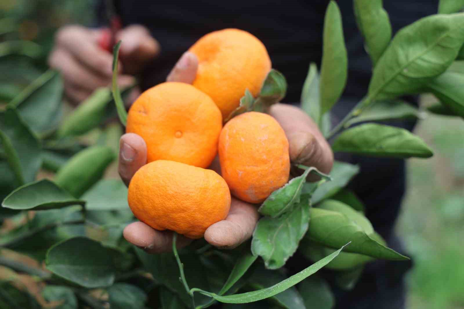 Tarla fiyatı 2 TL’ye kadar gerileyen mandalina üreticilerinden market fiyatlarına tepki 12 tarla fiyati 2 tlye kadar gerileyen mandalina ureticilerinden market fiyatlarina tepki 8 laOCtEBD