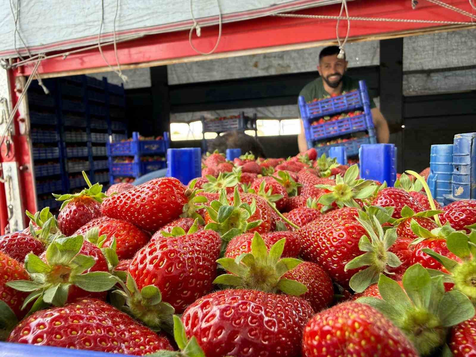 tarla ile market raflari arasindaki farka uretici bile inanamiyor 1