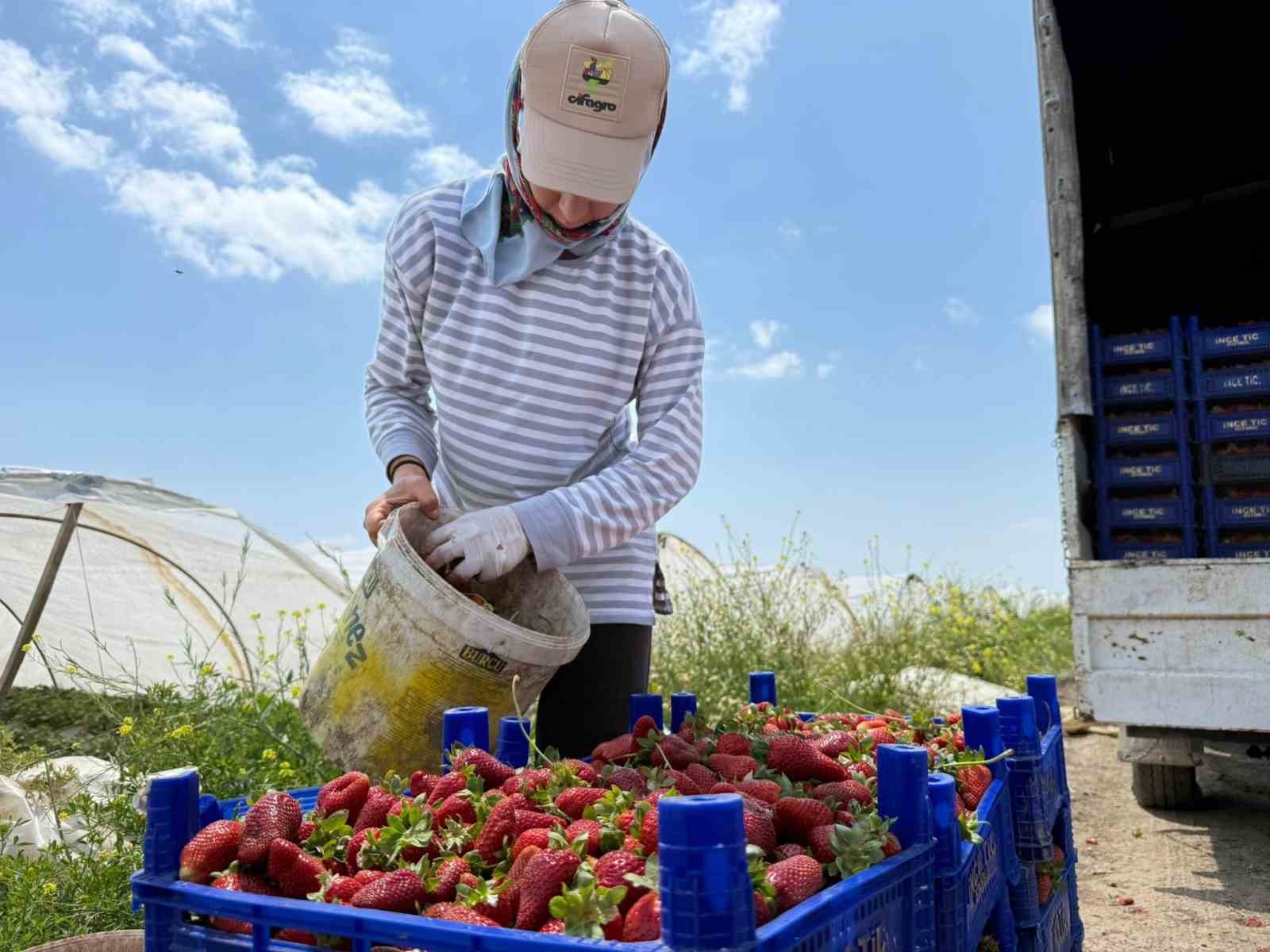 tarla ile market raflari arasindaki farka uretici bile inanamiyor 3 ydyYpVHX