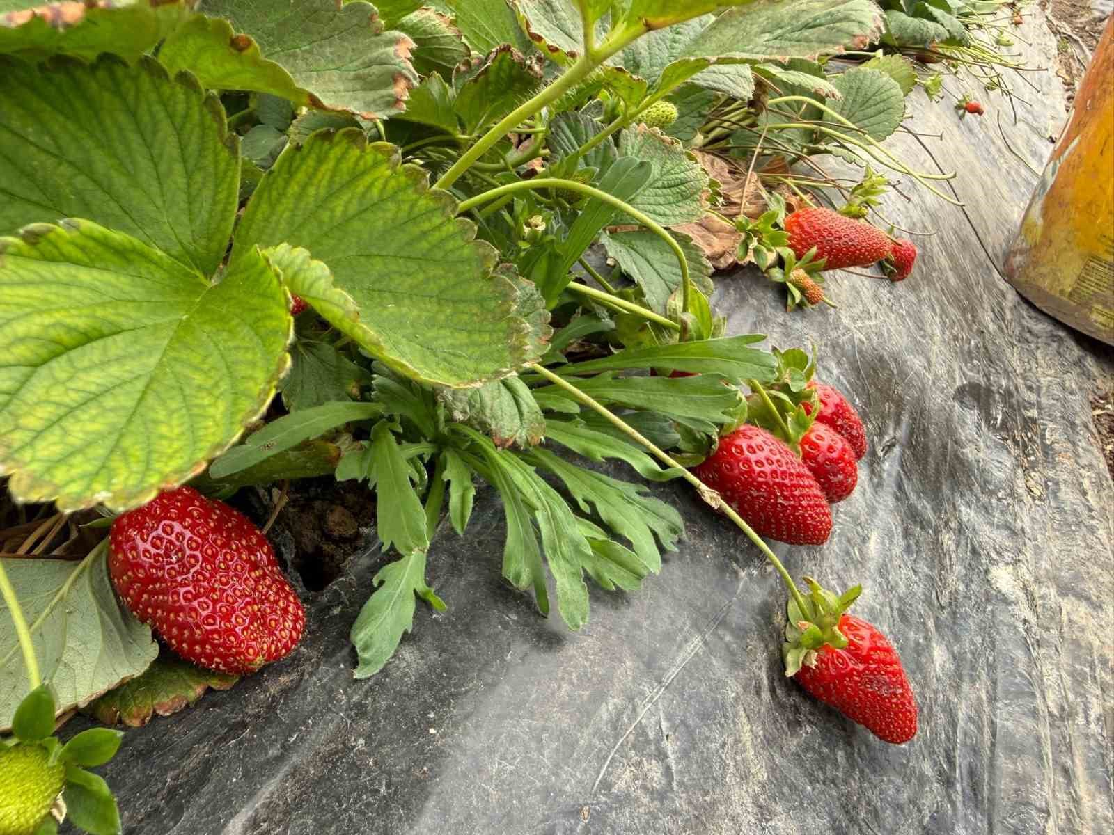 tarla ile market raflari arasindaki farka uretici bile inanamiyor 4 rllOPha3