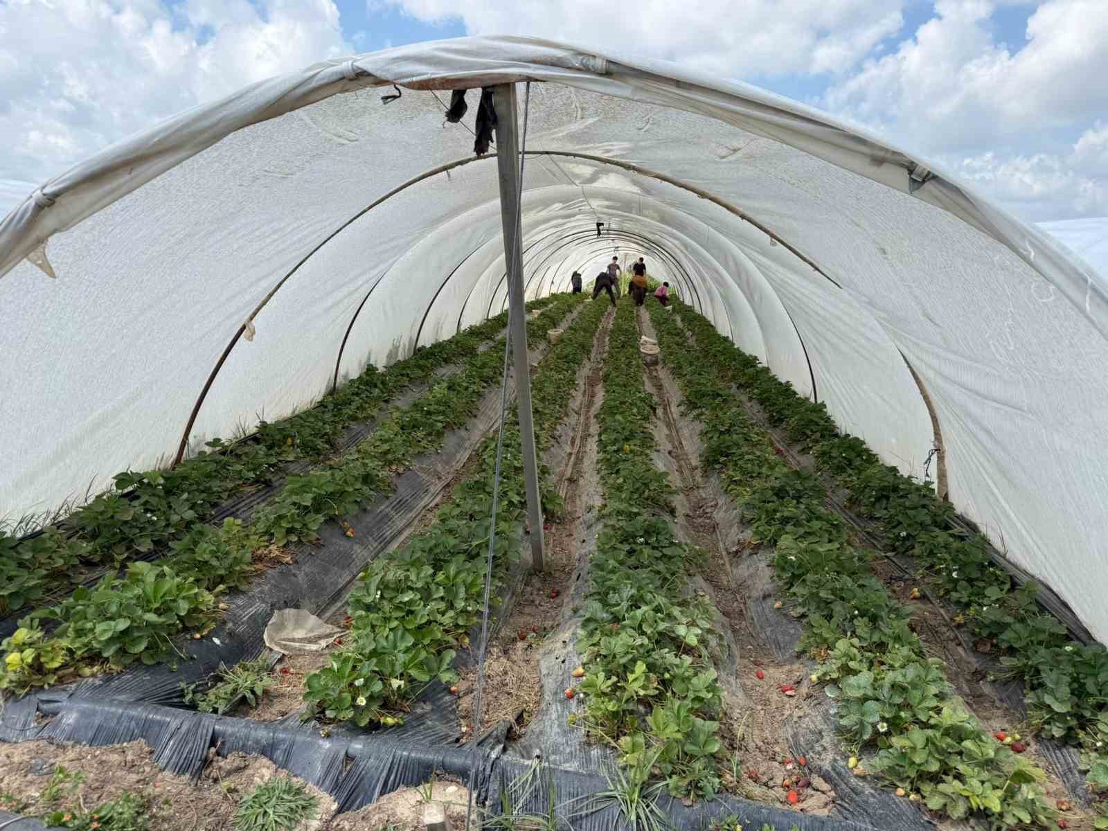tarla ile market raflari arasindaki farka uretici bile inanamiyor 5 qvSBnfve