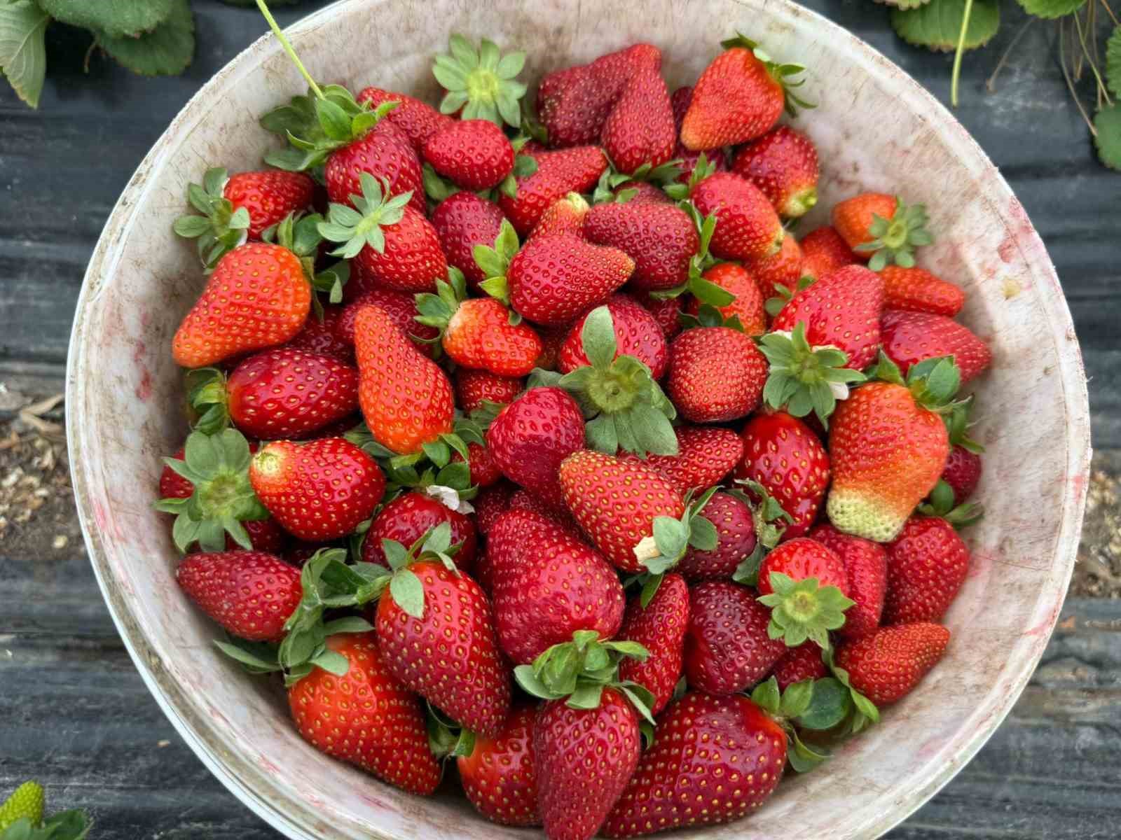 tarla ile market raflari arasindaki farka uretici bile inanamiyor 6 Z5dr4DVl