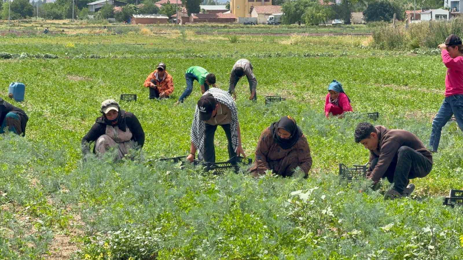 tarla sahibinin verdigi cek sahte cikinca iscilerin parasini odemek icin aracini satti 1 rL2zd7M1