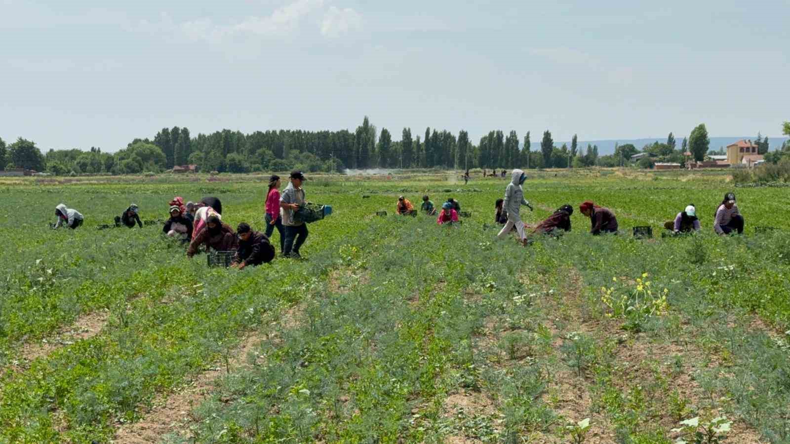 tarla sahibinin verdigi cek sahte cikinca iscilerin parasini odemek icin aracini satti 4 ZZhqQgZd