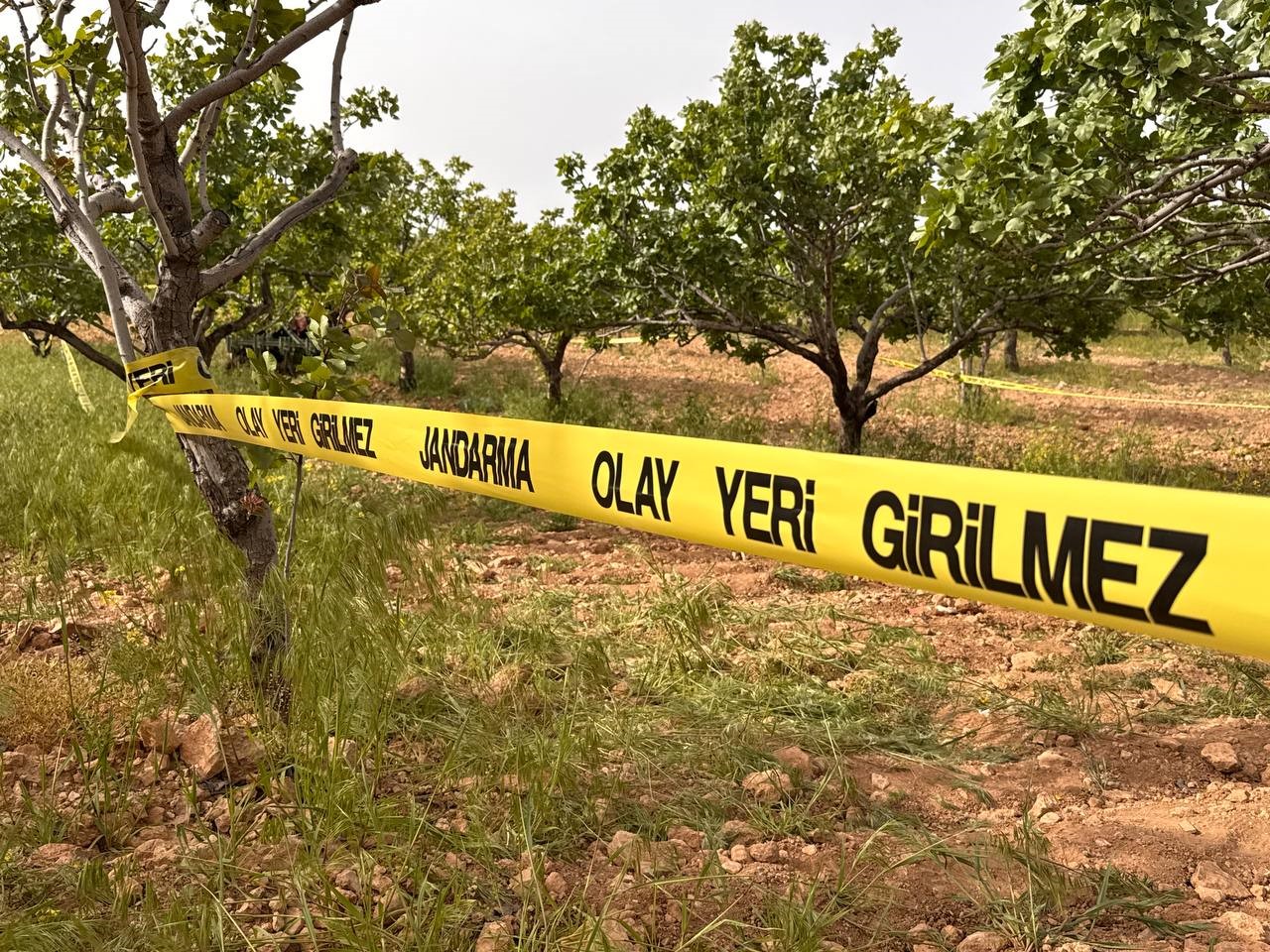 tarla surmeye giden ciftci olu bulundu 2