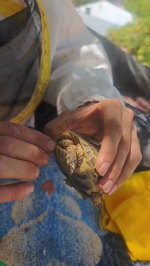 tarlada boyun kismina diken batan yavru kaplumbagaya sefkat eli 1 3EjIL8MP