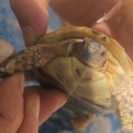 tarlada-boyun-kismina-diken-batan-yavru-kaplumbagaya-sefkat-eli-V5BxcJyZ.jpg