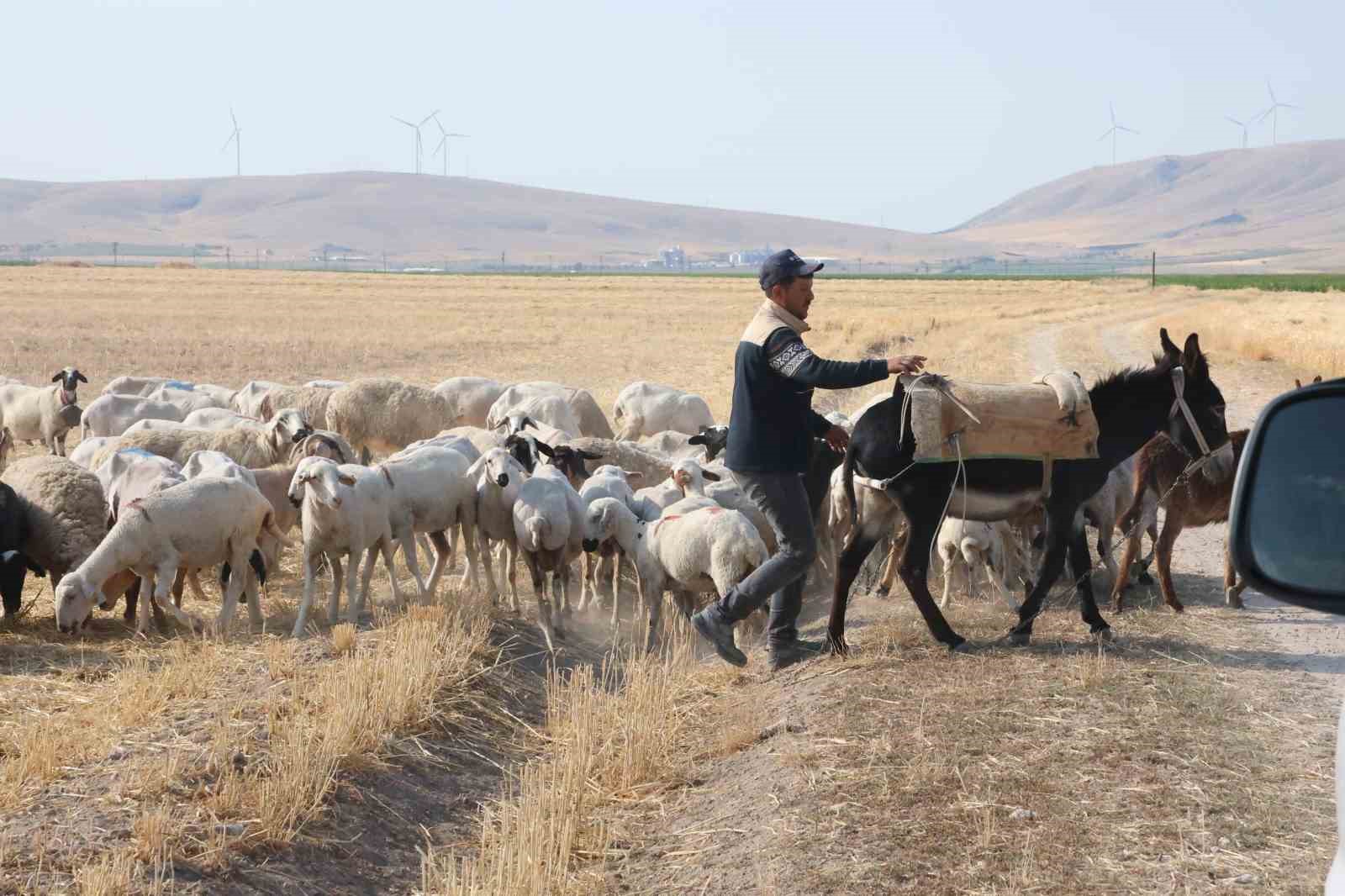 Tarlalar arasındaki koyun sürülerinin tozlu yolculuğu 7 tarlalar arasindaki koyun surulerinin tozlu yolculugu 3 YqMPtDCX