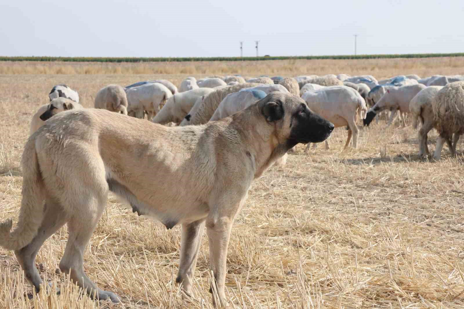Tarlalar arasındaki koyun sürülerinin tozlu yolculuğu 9 tarlalar arasindaki koyun surulerinin tozlu yolculugu 5 DZVPJWcf