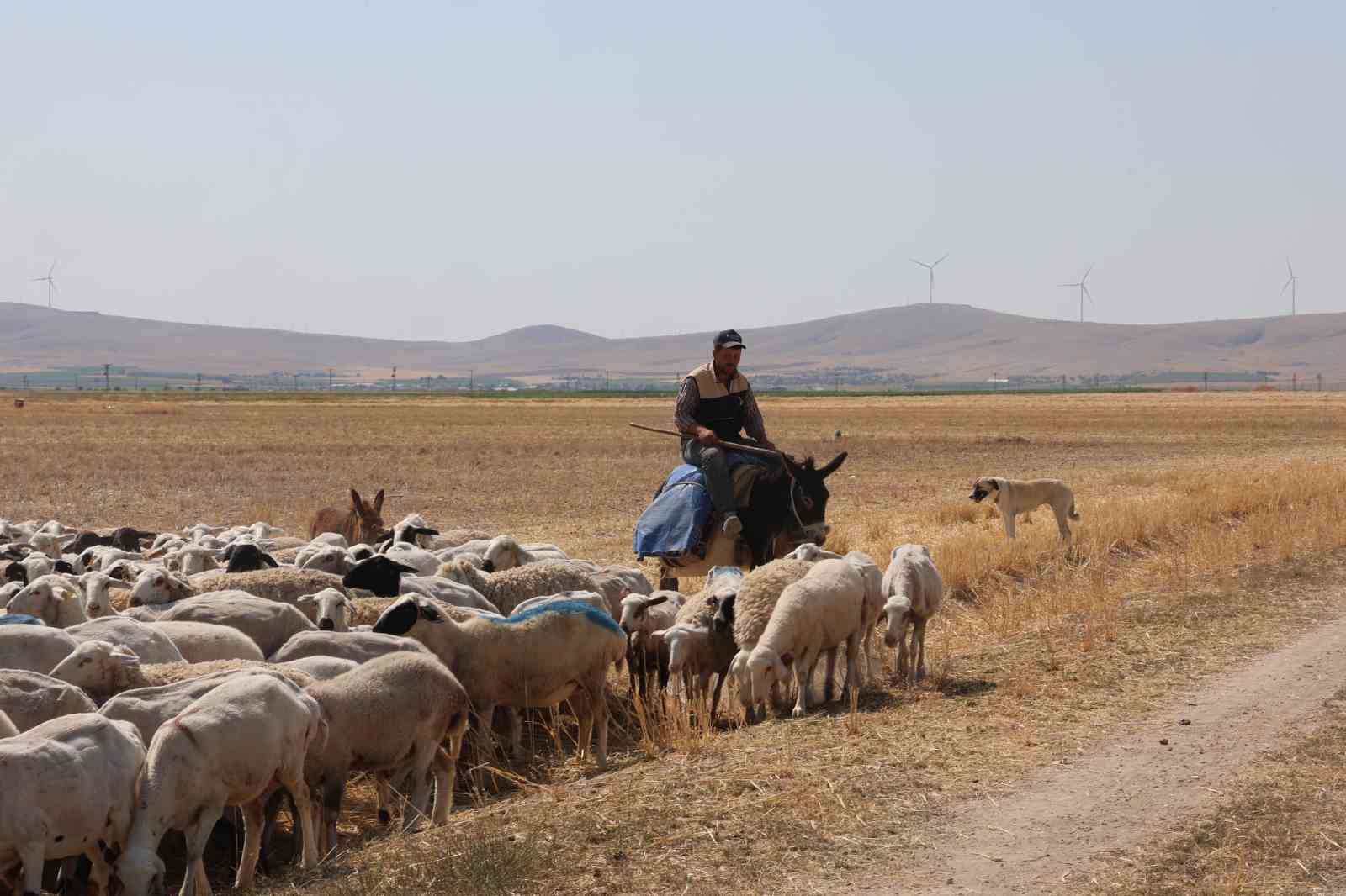 Tarlalar arasındaki koyun sürülerinin tozlu yolculuğu 11 tarlalar arasindaki koyun surulerinin tozlu yolculugu 7