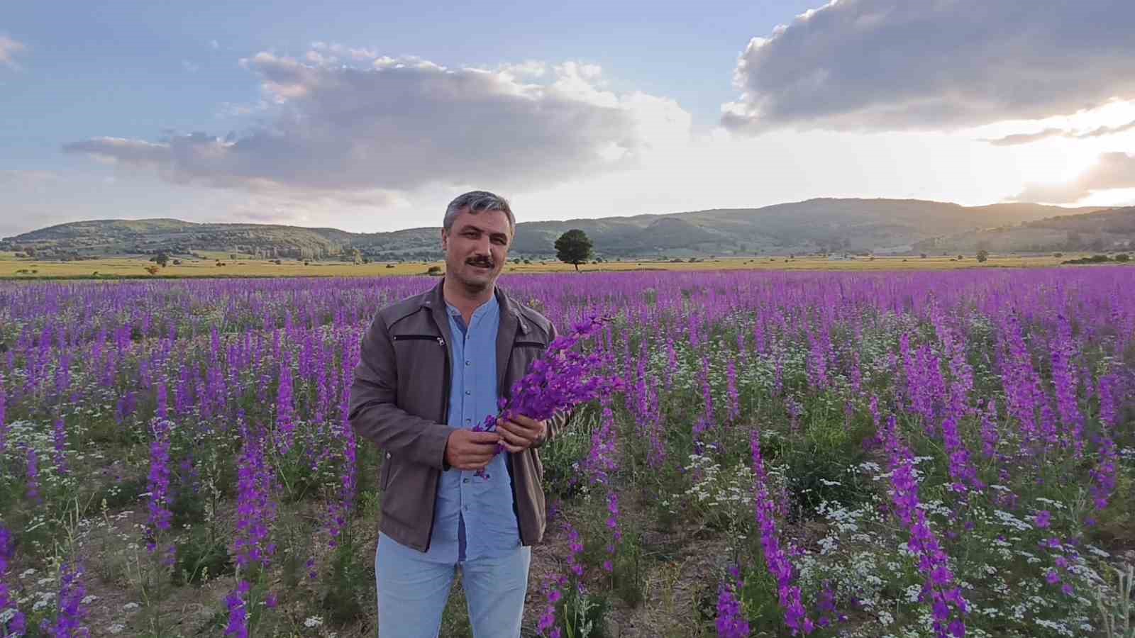 tarlalar mora boyandi cicekler resim tablosunu andirdi 0 LmT9ceDl