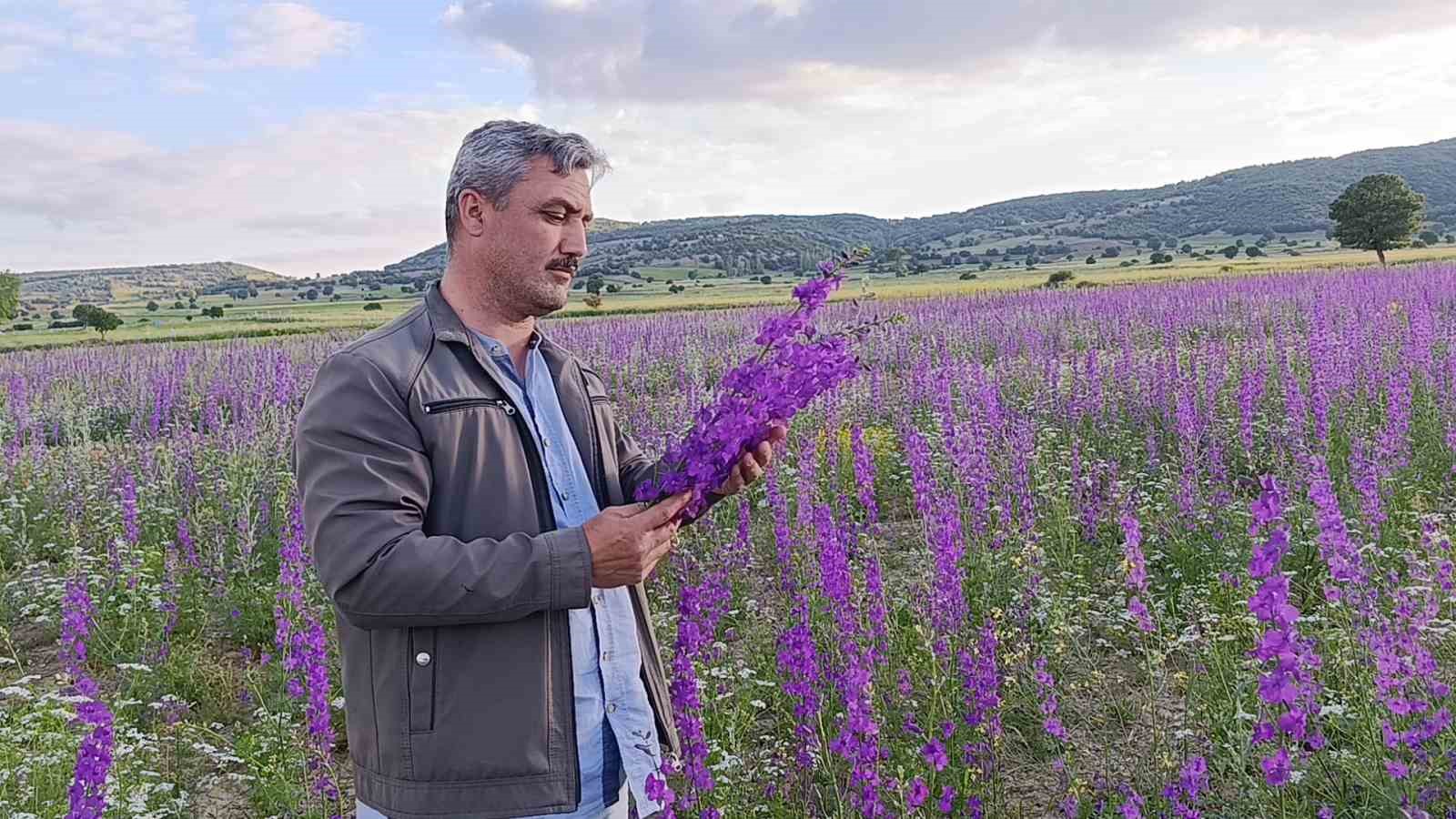 tarlalar mora boyandi cicekler resim tablosunu andirdi 1 3dHMVV22