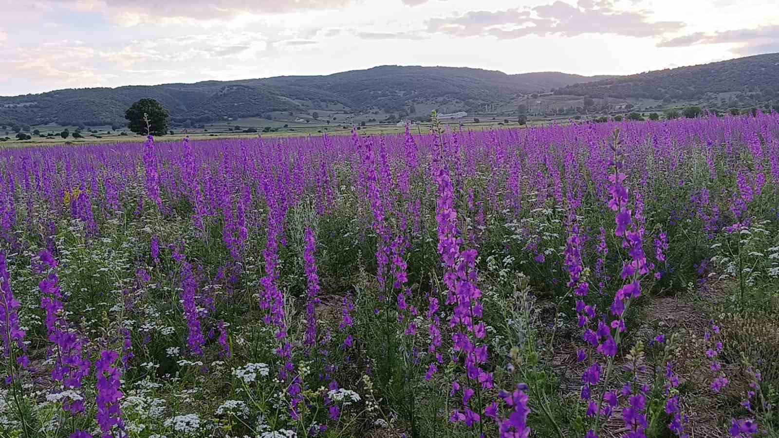 tarlalar mora boyandi cicekler resim tablosunu andirdi 3 TzSuCBvl