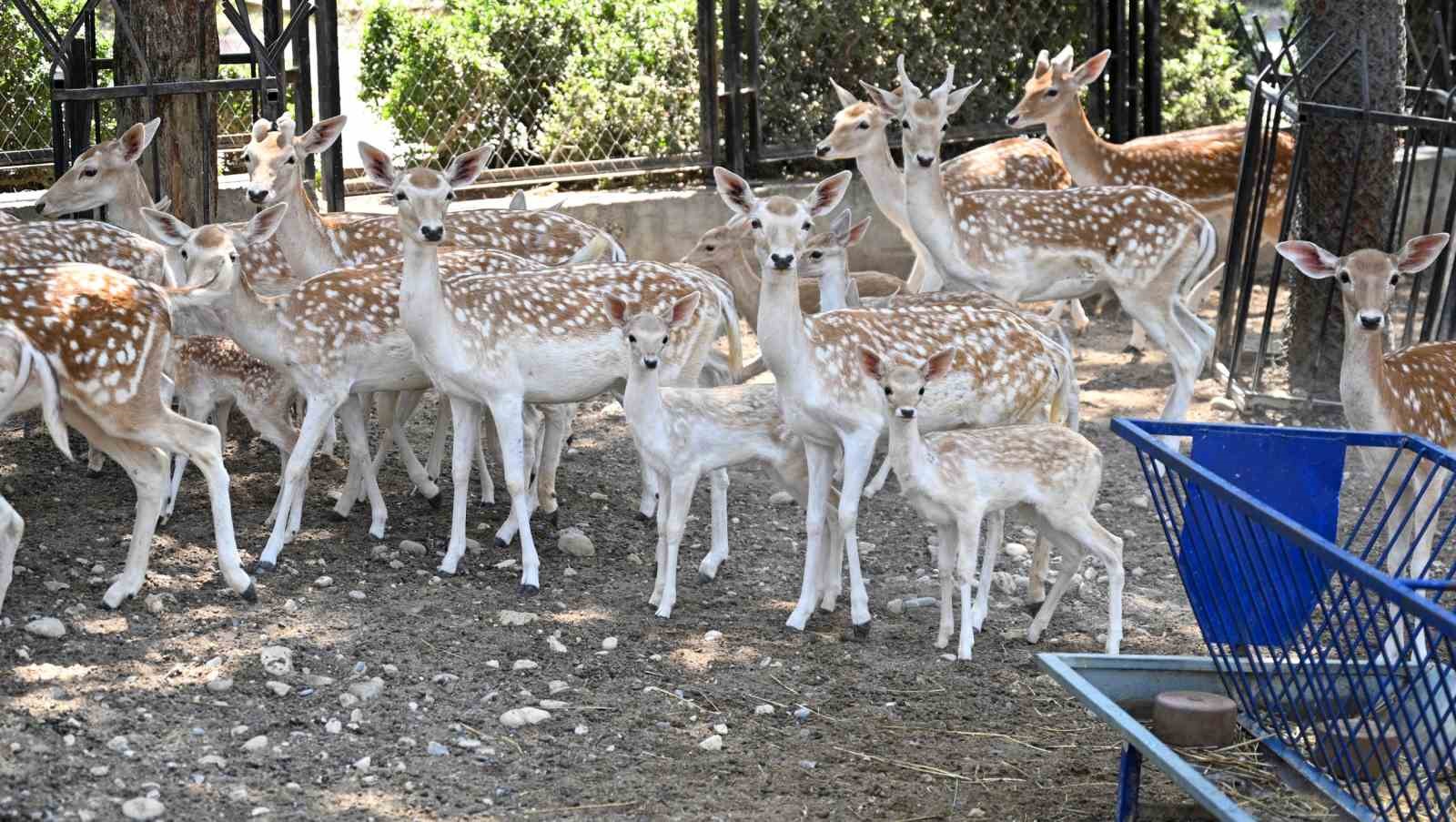 tarsus doga parkinda yavru sevinci bircok turde dogum gerceklesti 2 O4AByQCj