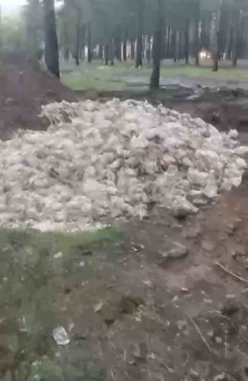 tarsusta olu tavuklar ormana atildi 1 ACzfBBlz