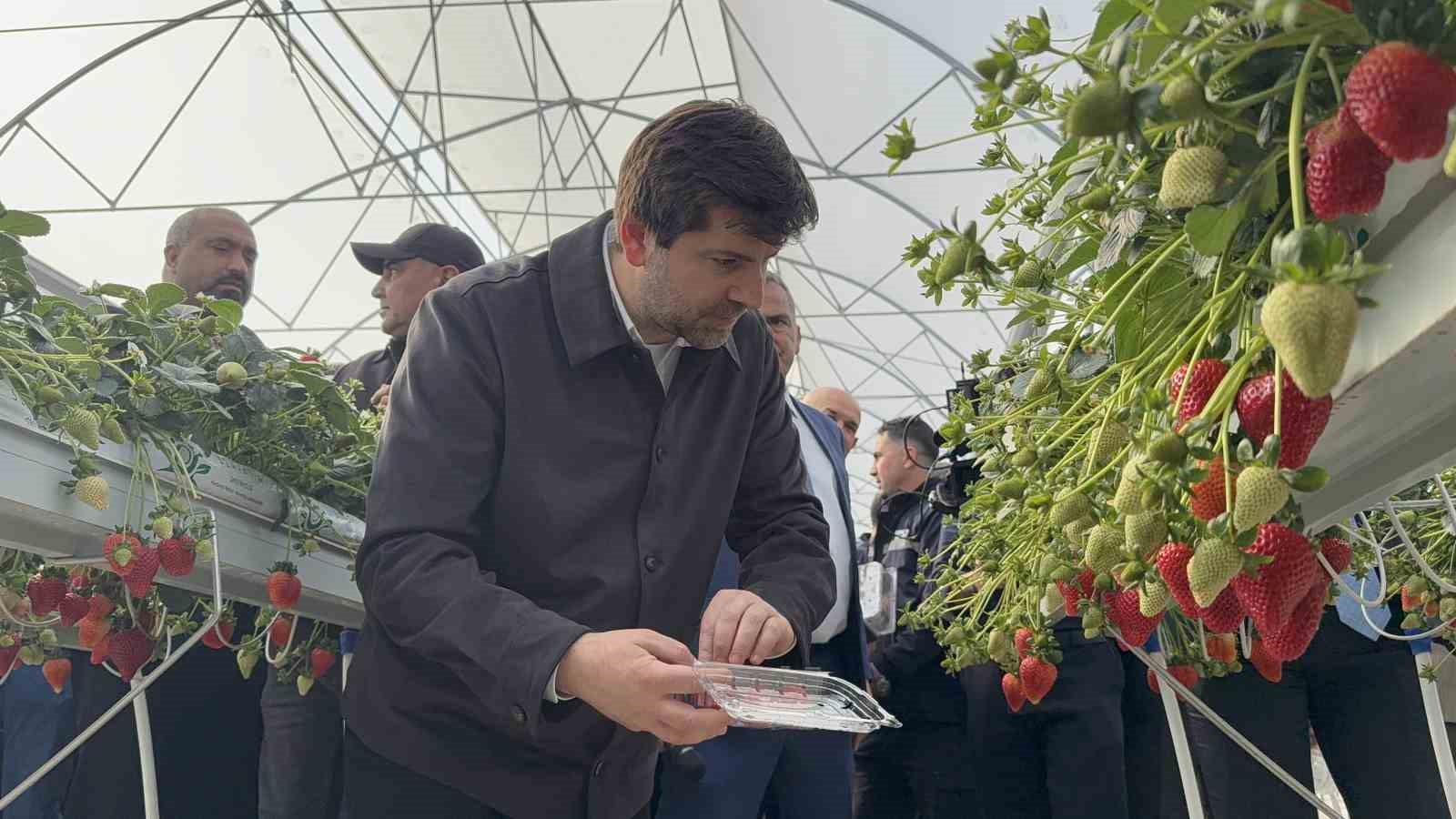 tarsusta topraksiz tarimda ilk cilek hasadi yapildi 1 3DhfiXi9