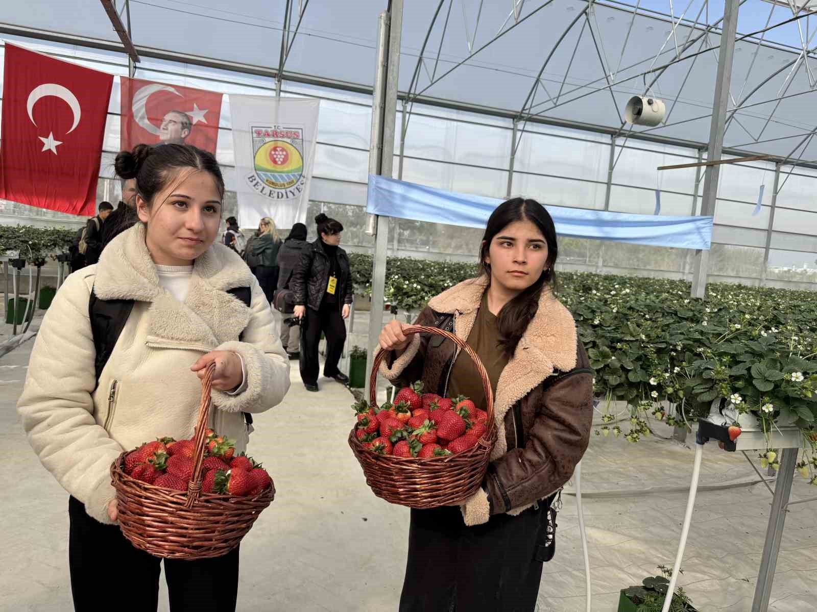 tarsusta topraksiz tarimda ilk cilek hasadi yapildi 2 rX7gfMOu