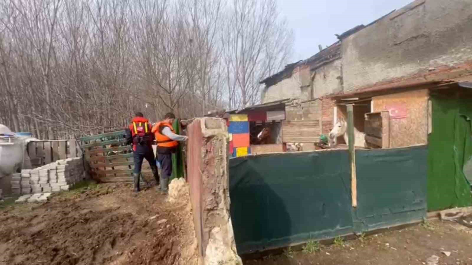taskinda mahsur kalan atlar icin botlarla seferberlik 2 yu8vy5FI