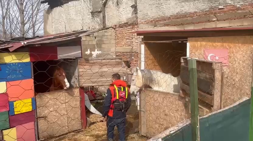 taskinda mahsur kalan atlar icin botlarla seferberlik 5 ZDI7IMA5