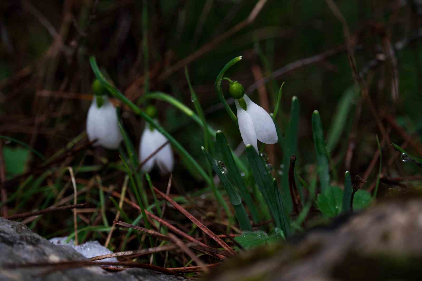 taskinlara neden olan yagmurlar kuruyan selaleyi canlandirdi 10