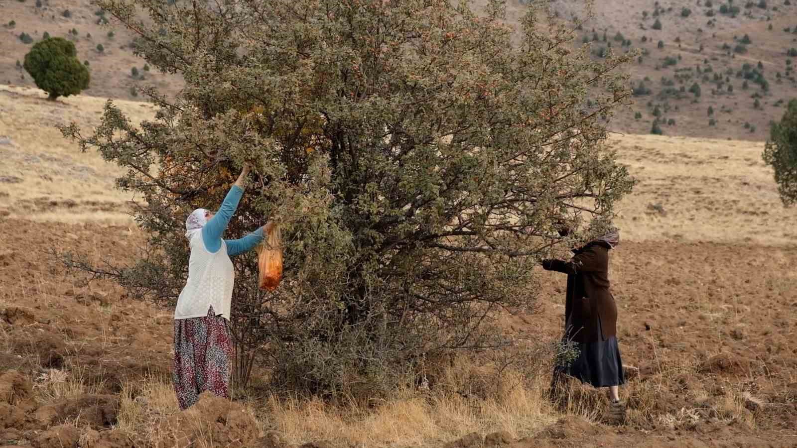 tatvanda alic hasadi 2 kibZbKhn