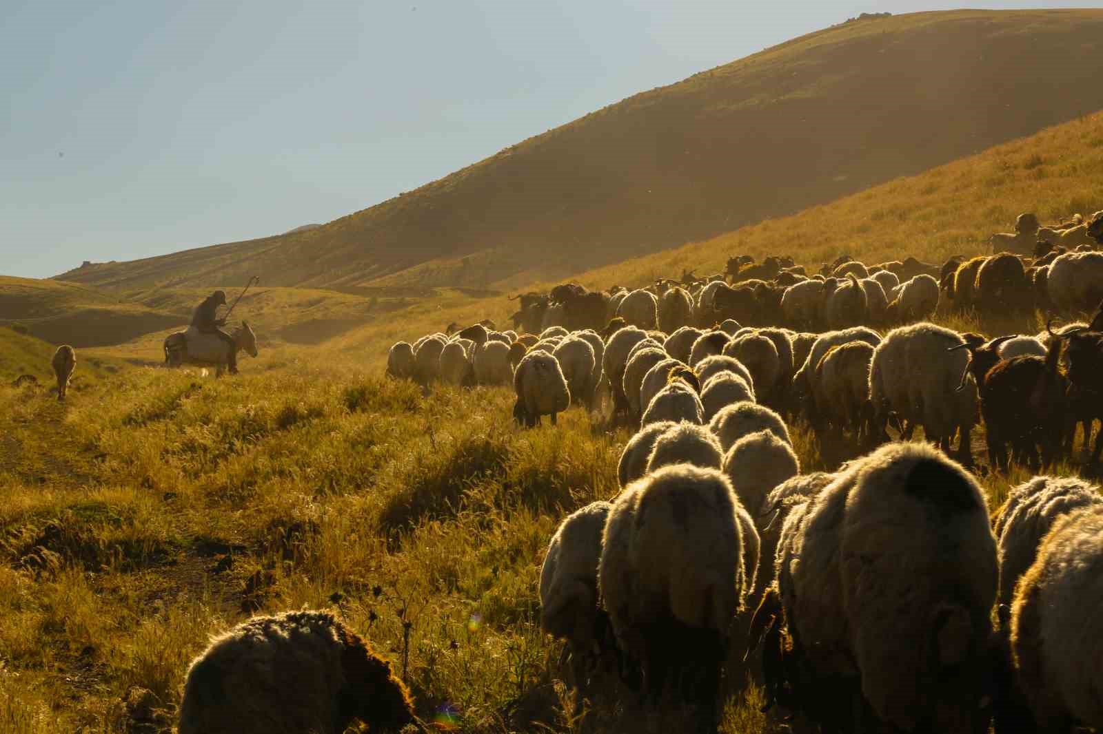 tatvanda surulerin tozlu yayla yolculugu essiz manzaralar olusturdu 0 tWKD76Rb